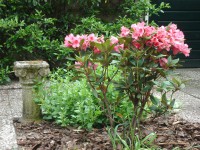 /album/bloemen/sony-018-jpg/